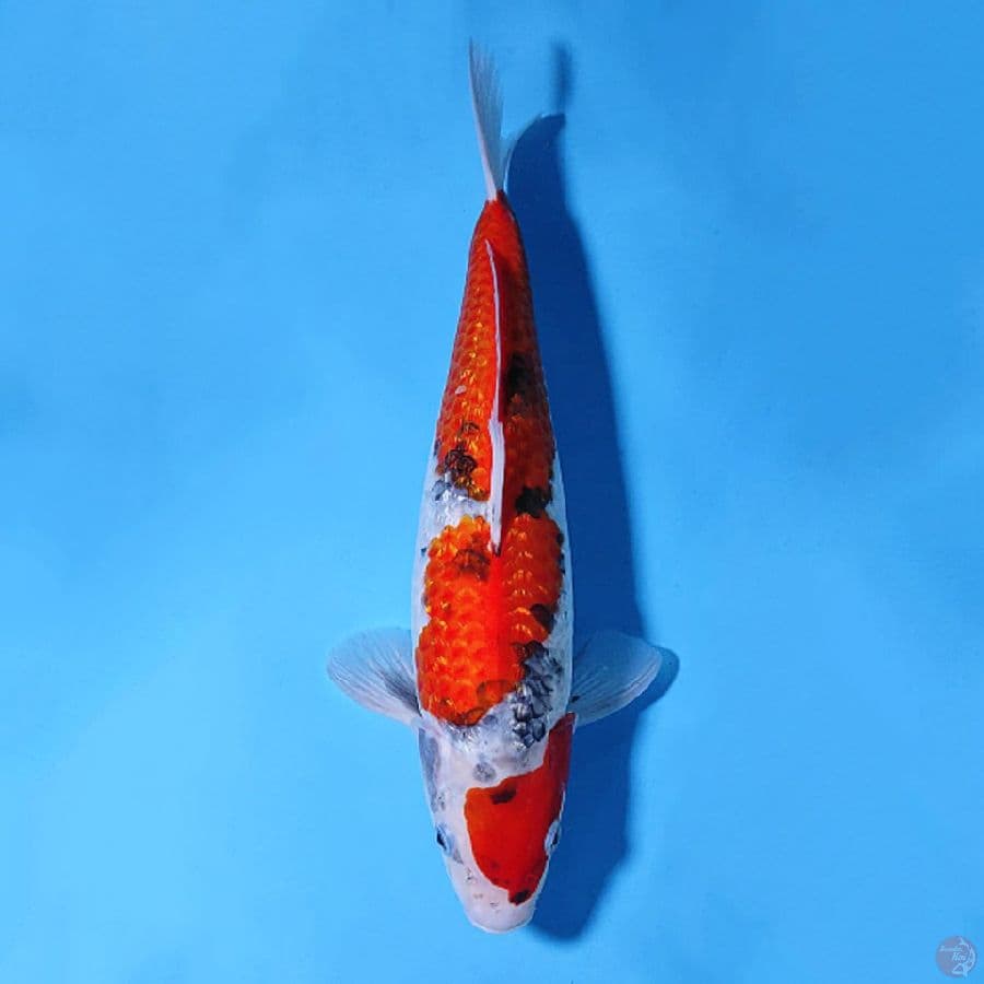 F40CM GINRIN GOSHIKI