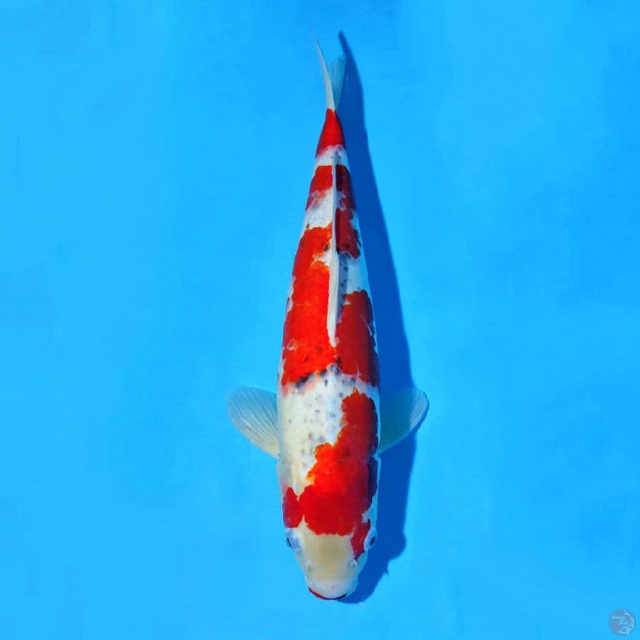 F43CM RED GOSHIKI