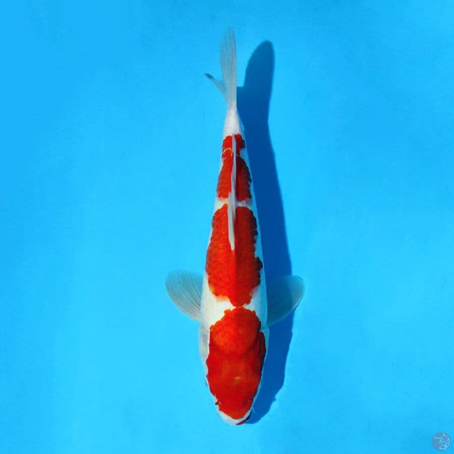 M28CM KOHAKU 3 STEP ORIGINAL
