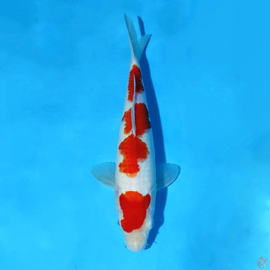 F28CM KOHAKU ORIGINAL