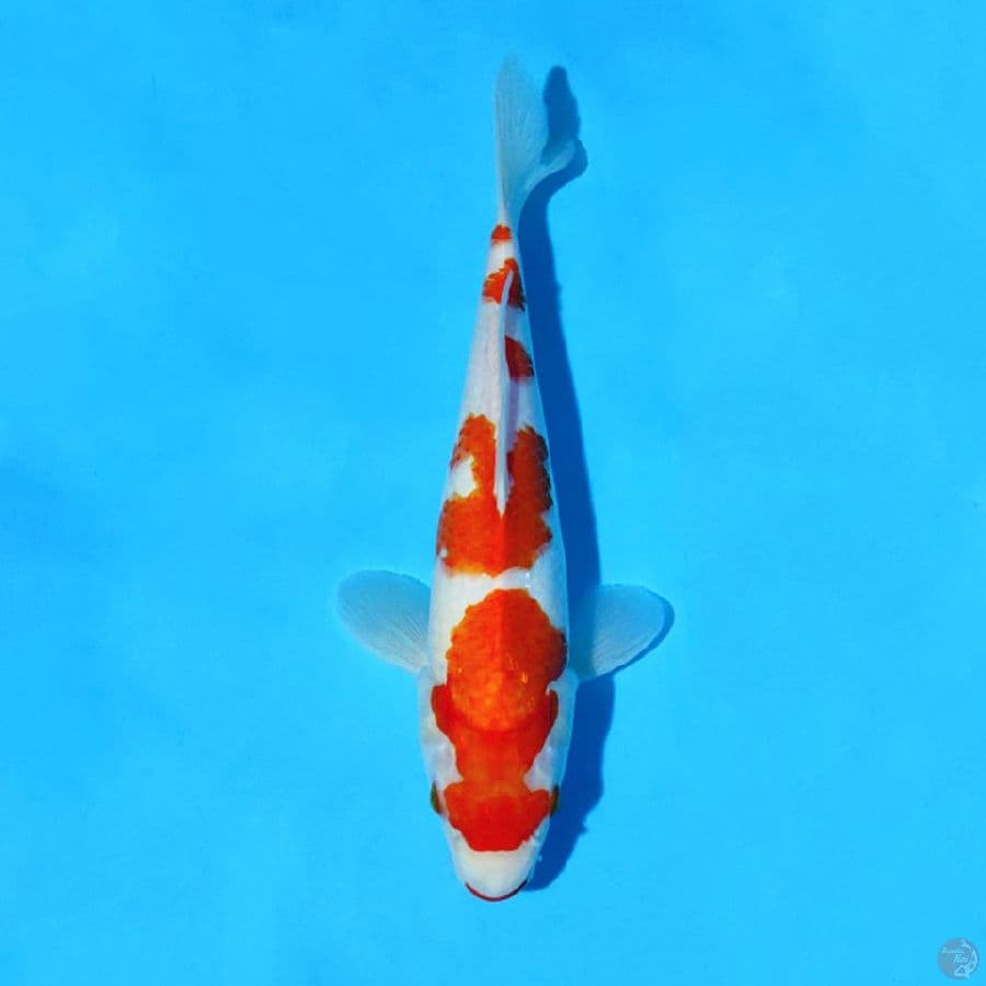 F30CM KOHAKU