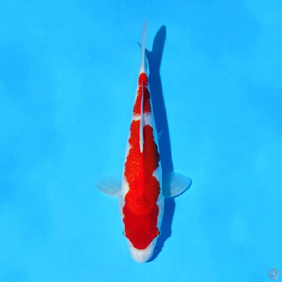 F30CM RED KOHAKU ORIGINAL