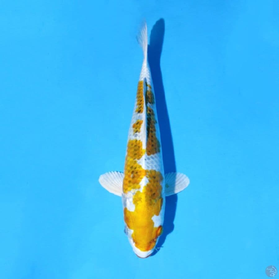 F29CM SQ HARIWAKE
