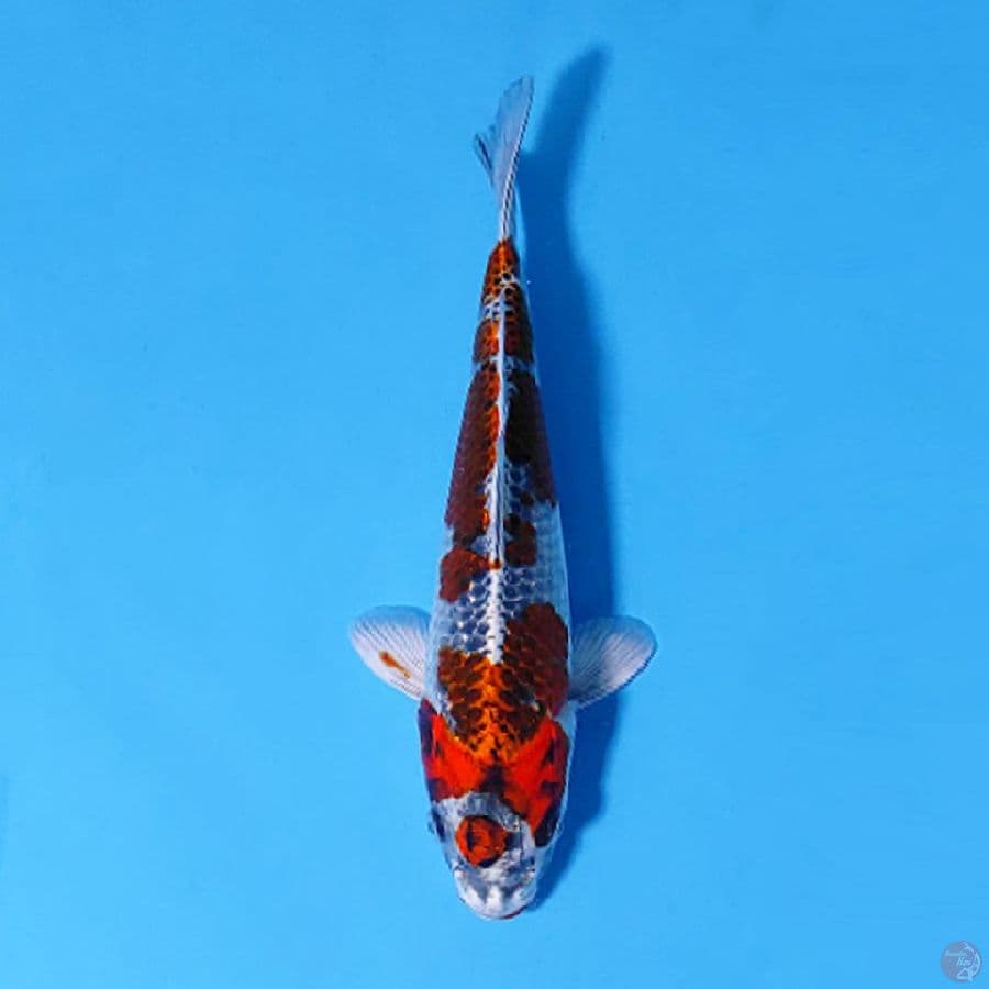 F25CM KURO KUJAKU