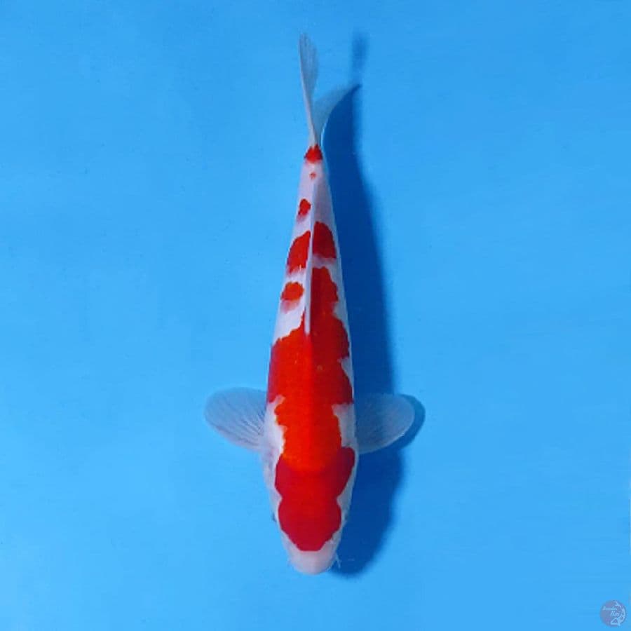 M26CM KOHAKU MERAH HALUS