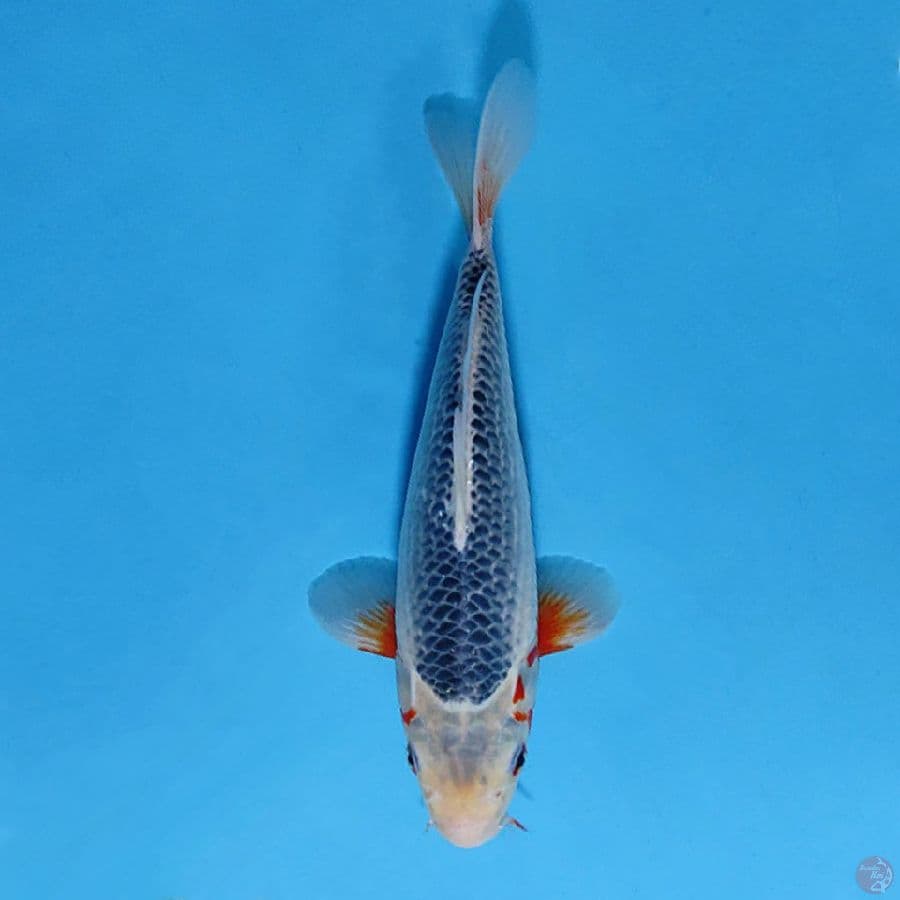 F26CM SQ ASAGI