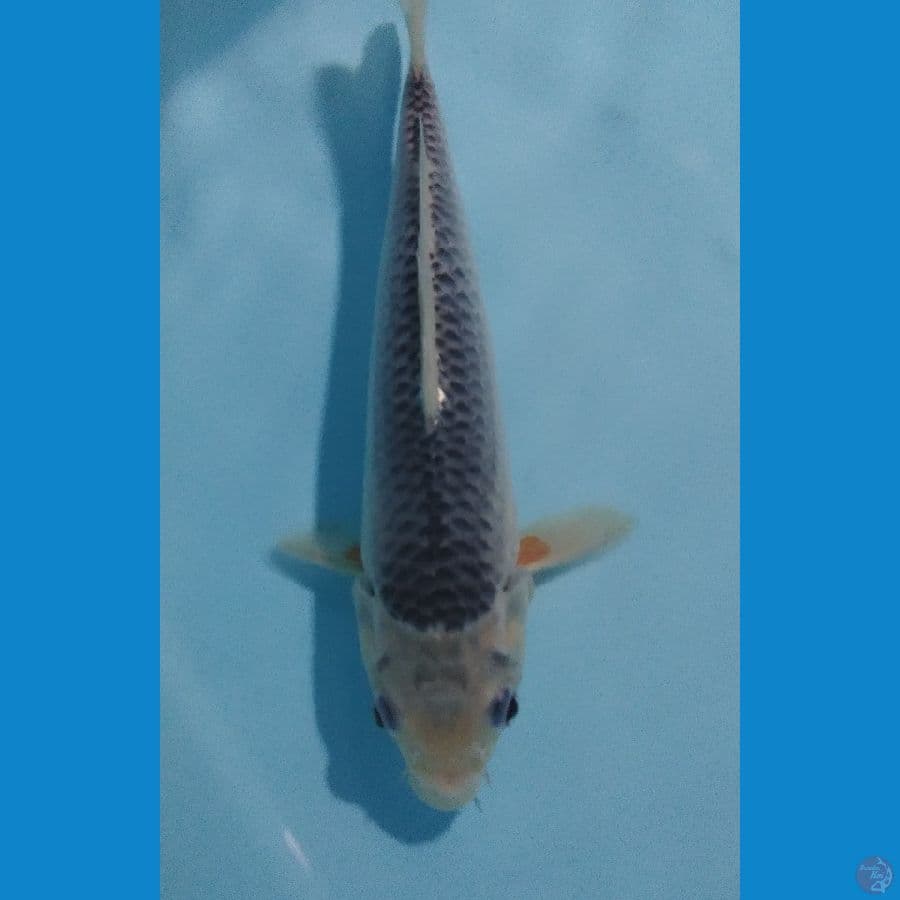 Asagi Sq 25cm