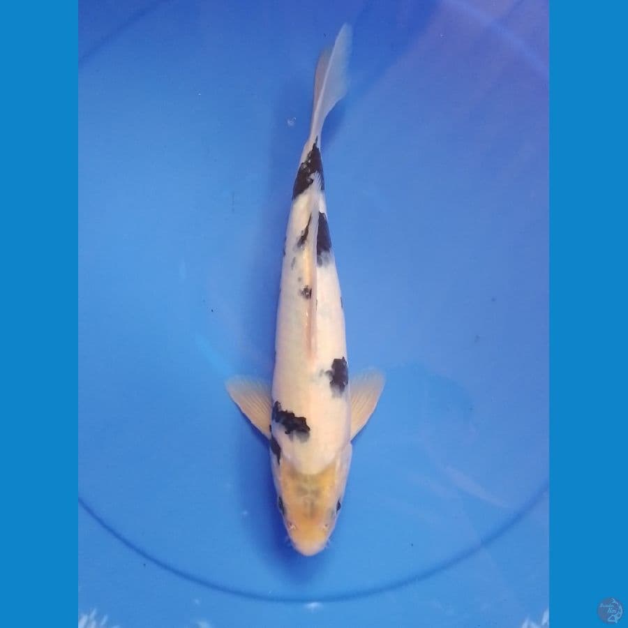 shiro 30cm/male