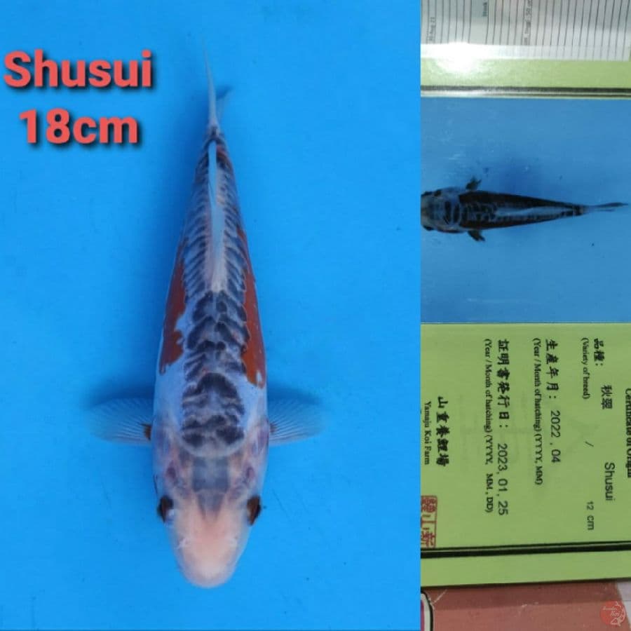 YAMAJYU SHUSUI 18CM SERTI