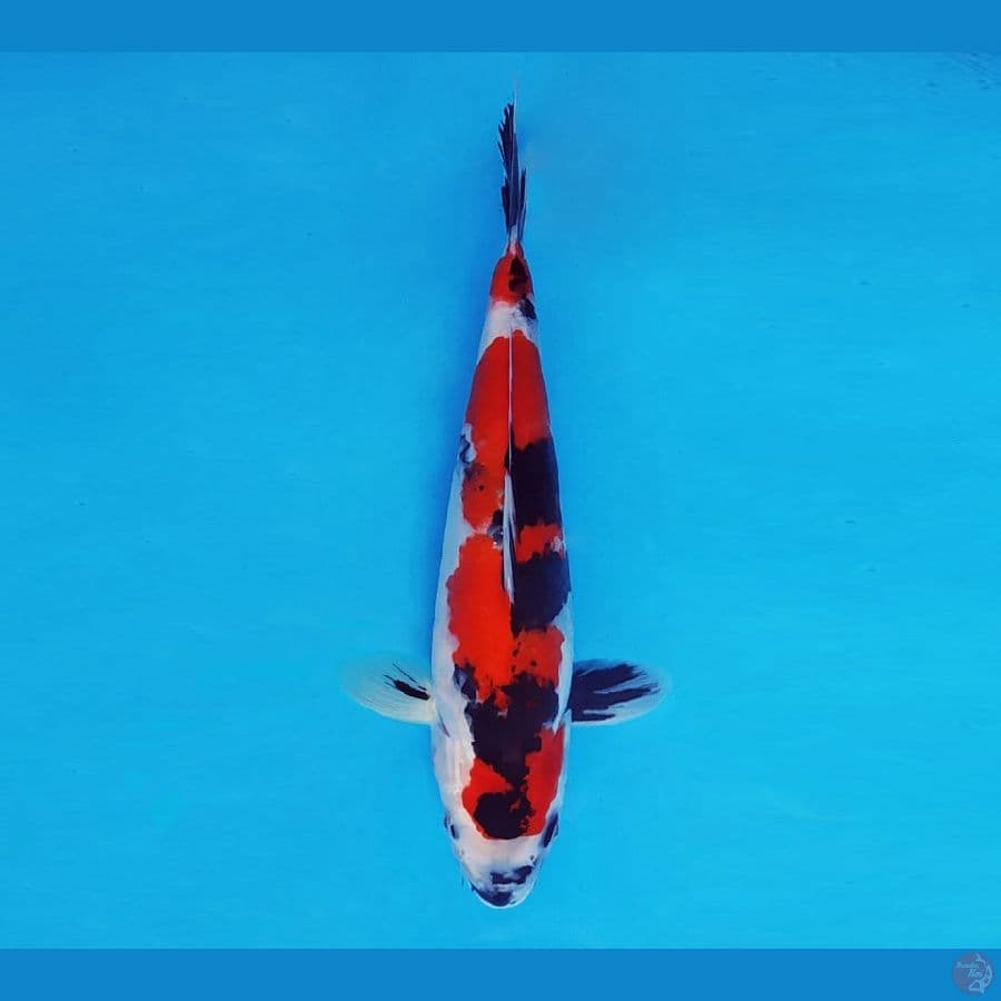 HOKUSAI 2 - Showa Evo 28 cm/male ®