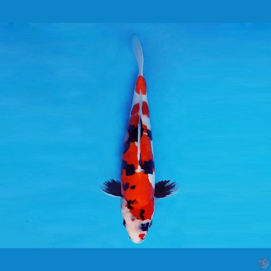 HOKUSAI 5 - Showa Doitsu 32 cm/fm ®