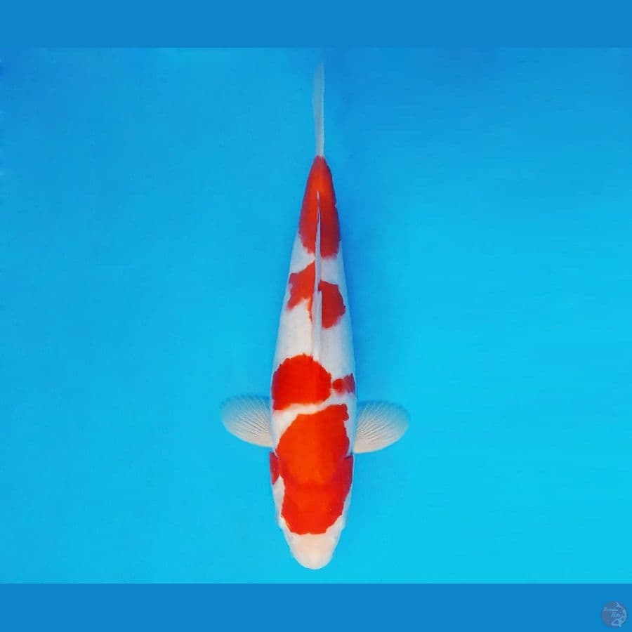 HOKUSAI 10 - Kohaku 27 cm/fm ®