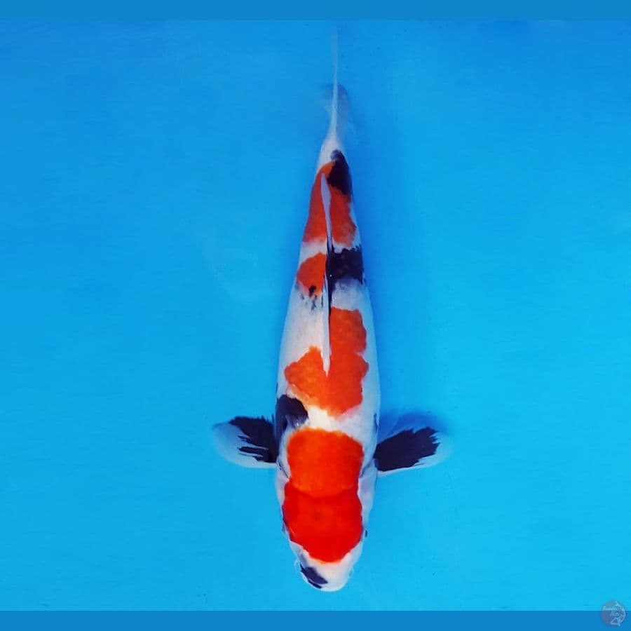 HOKUSAI 11 - Showa Evo 31 cm/fm ®