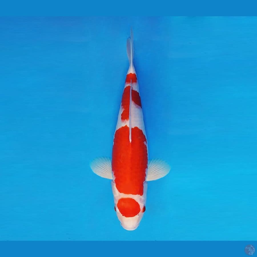 HOKUSAI 13 - Maruten Kohaku 37 cm/fm ®