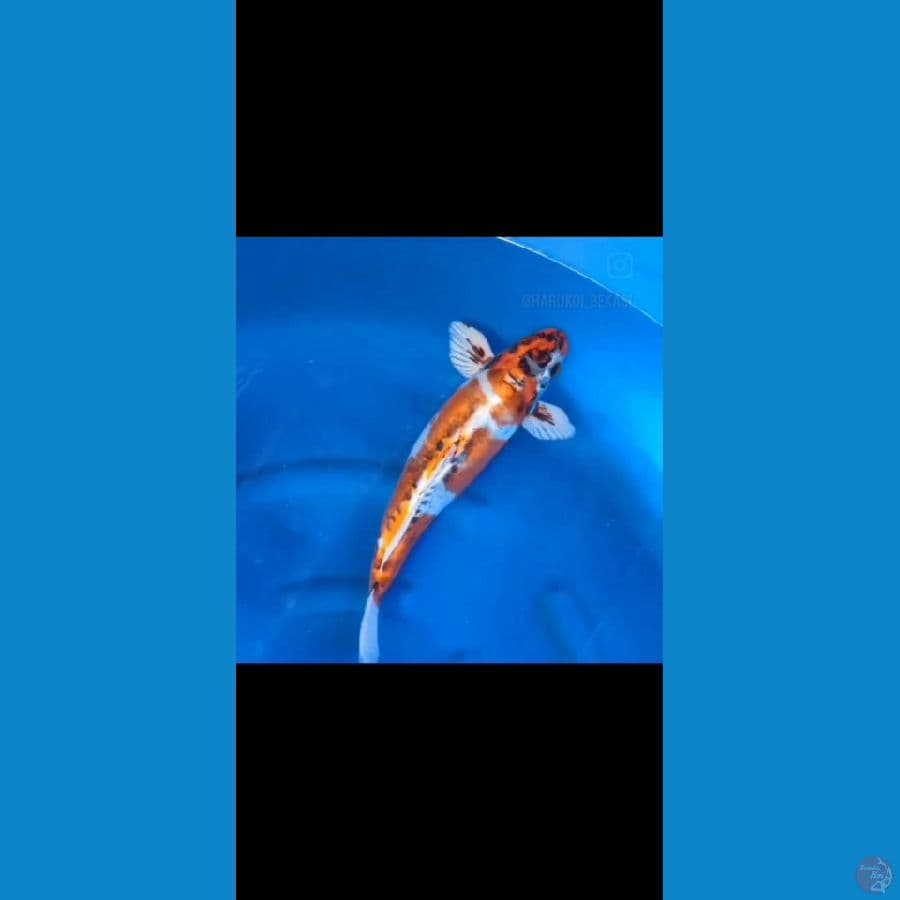 kikokuryu bulki jantan 46 cm