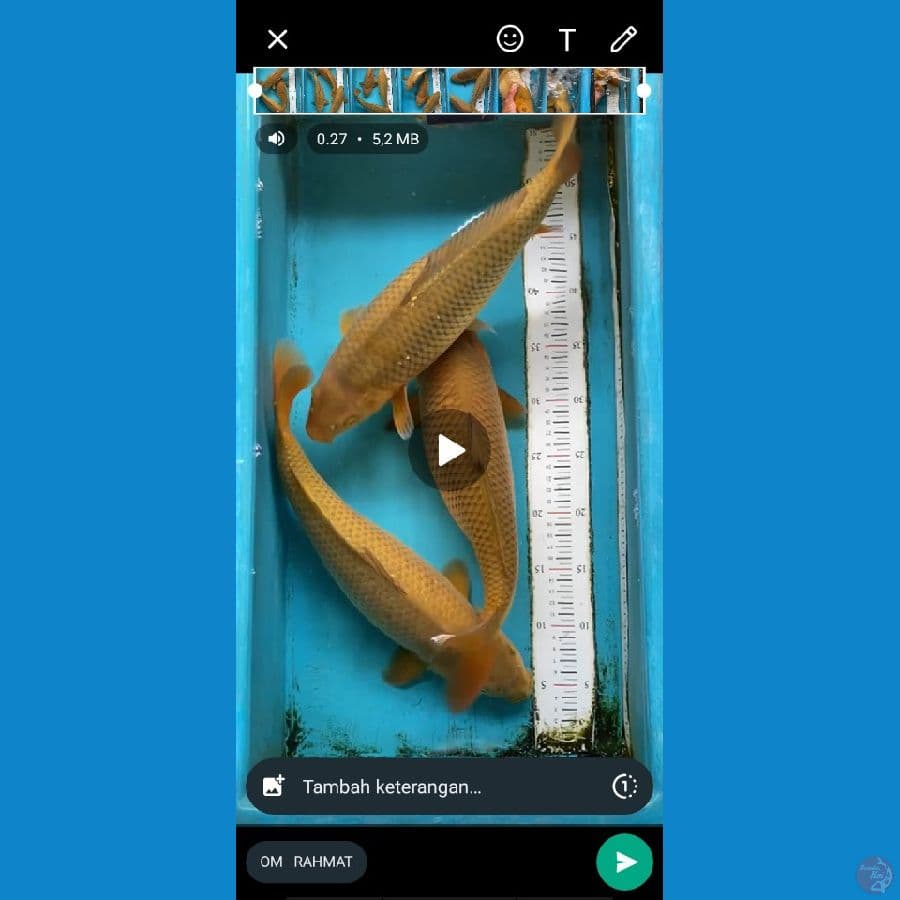 3 ekor chagoi bulki punuk 40 cm