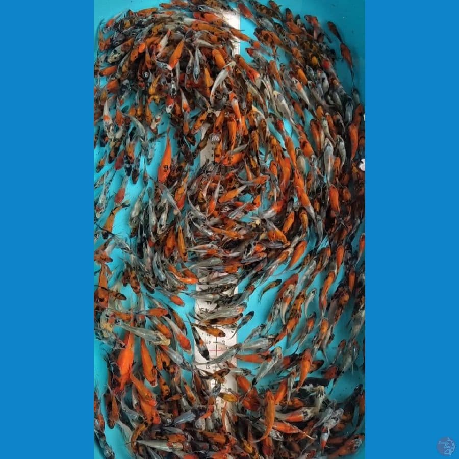 Bibit Showa mix 5-10cm 600 ekor