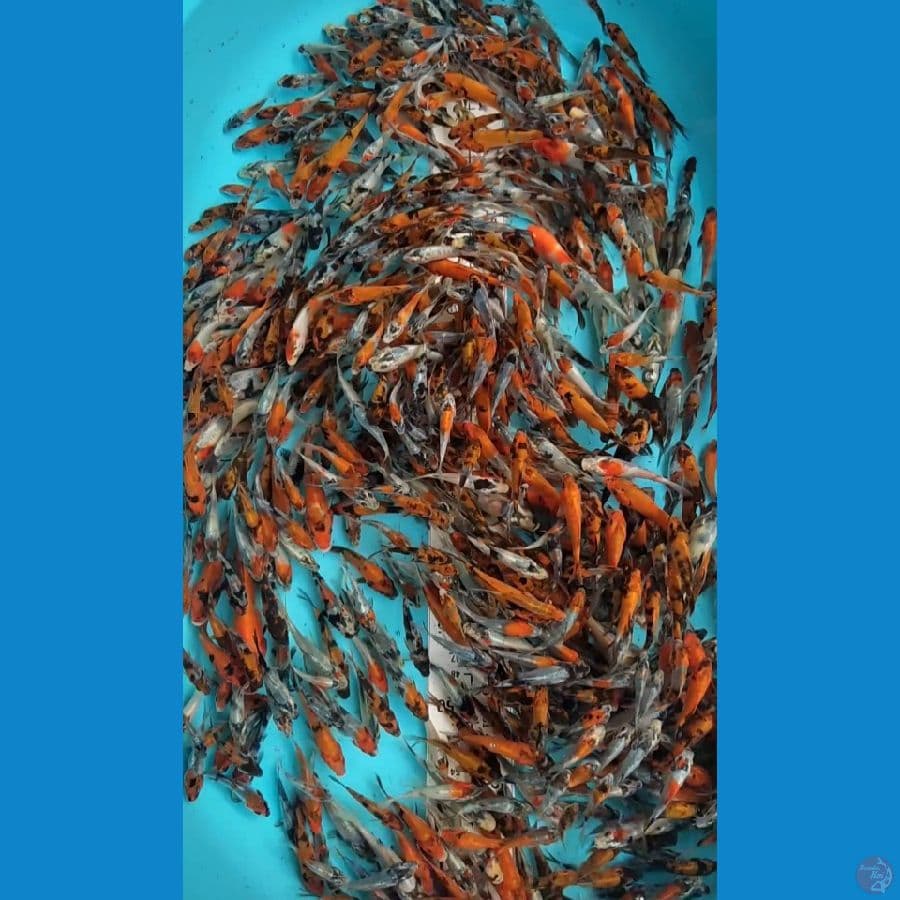 Bibit Showa mix 5-10cm 600 ekor
