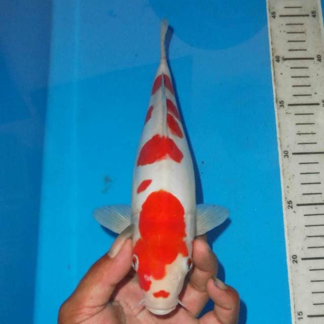 KOHAKU SAKURA