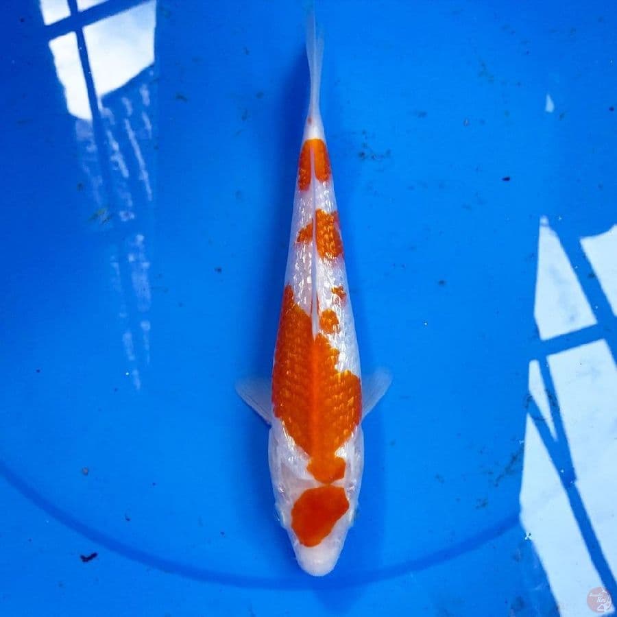 kohaku ginrin
