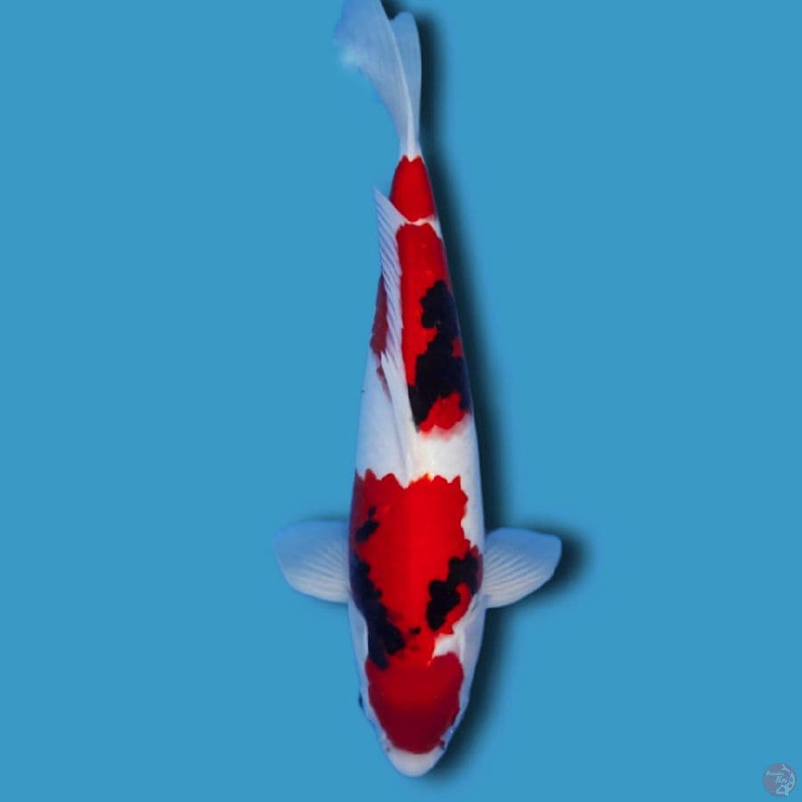 showa tategoi super halus 40 cm male