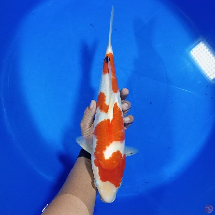 Sanke 34CM