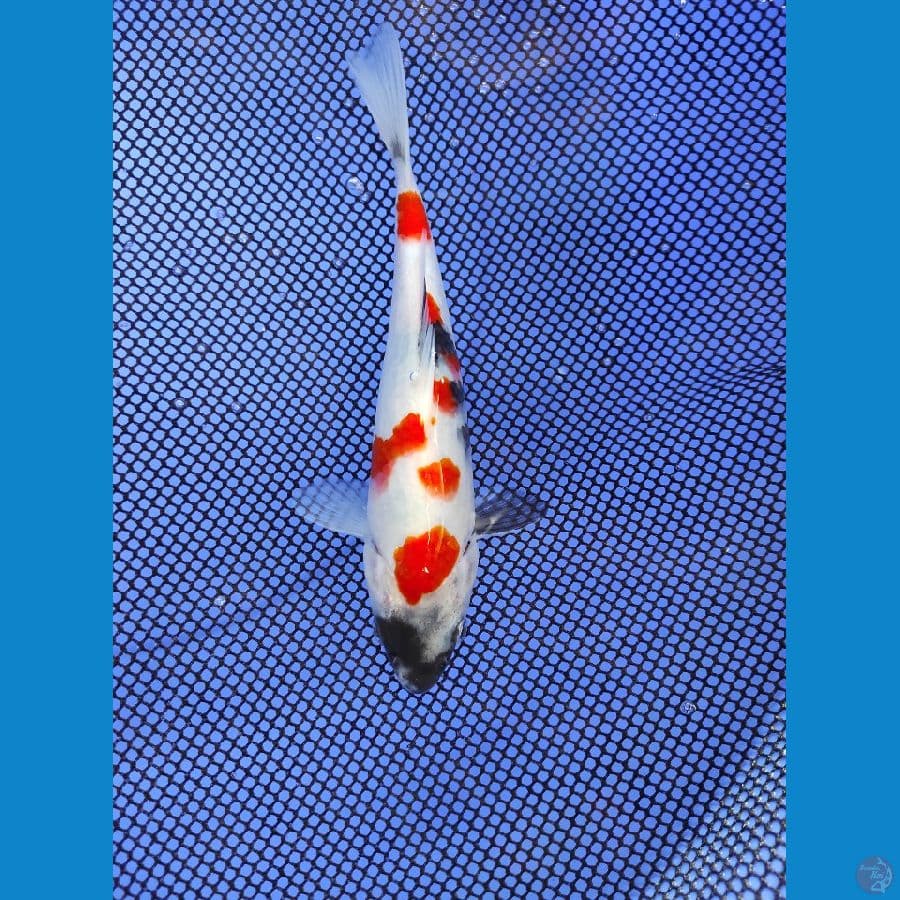 kindai 18cm
