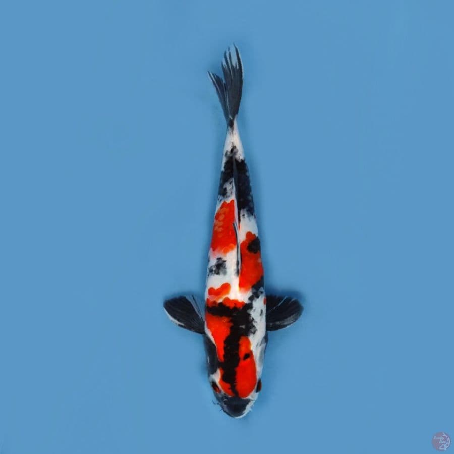 showa shansoku 25 cm jantan original