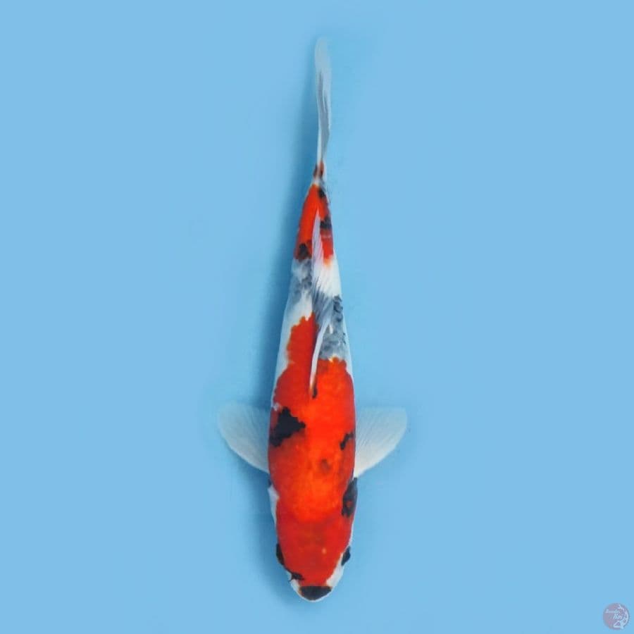 showa 25 cm jantan