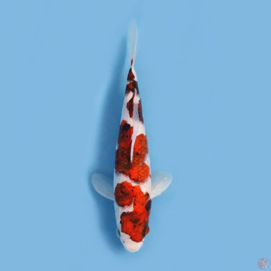 ai koromo 26 cm jantan