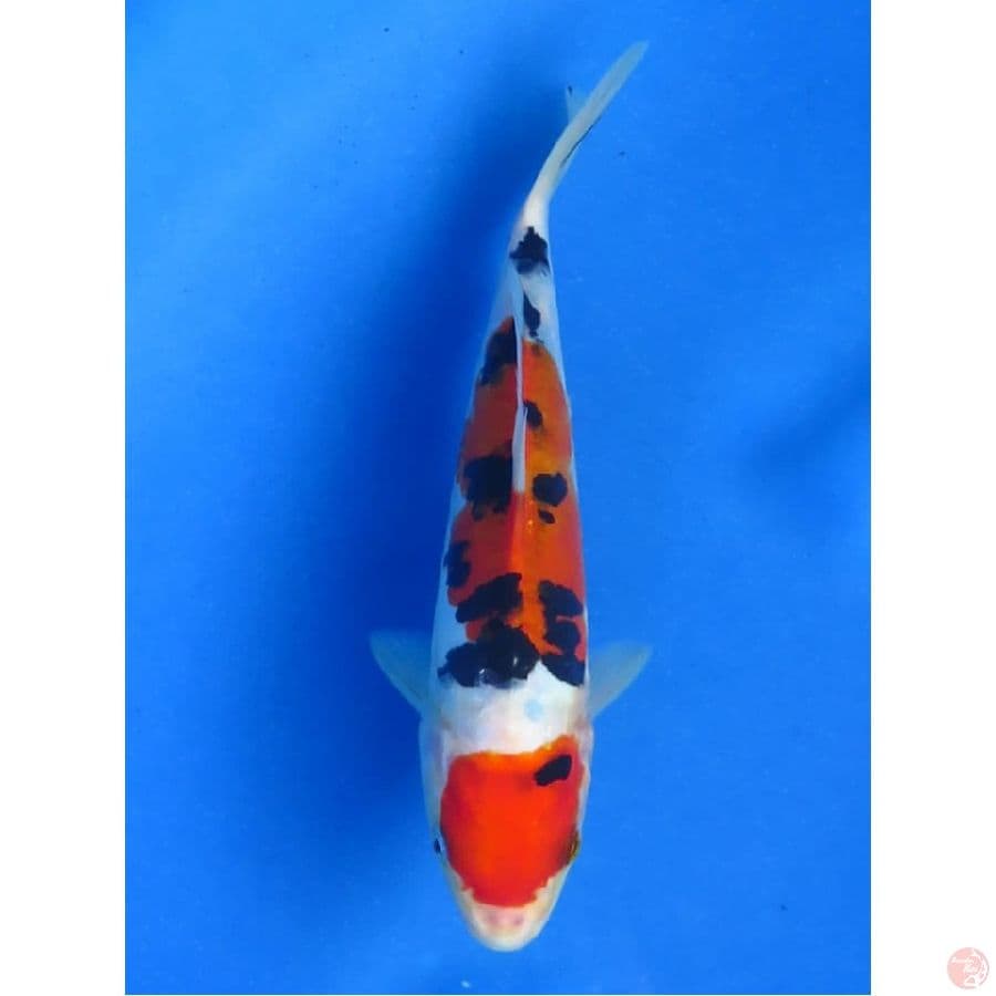 SQ Sanke Doitsu, 20cm