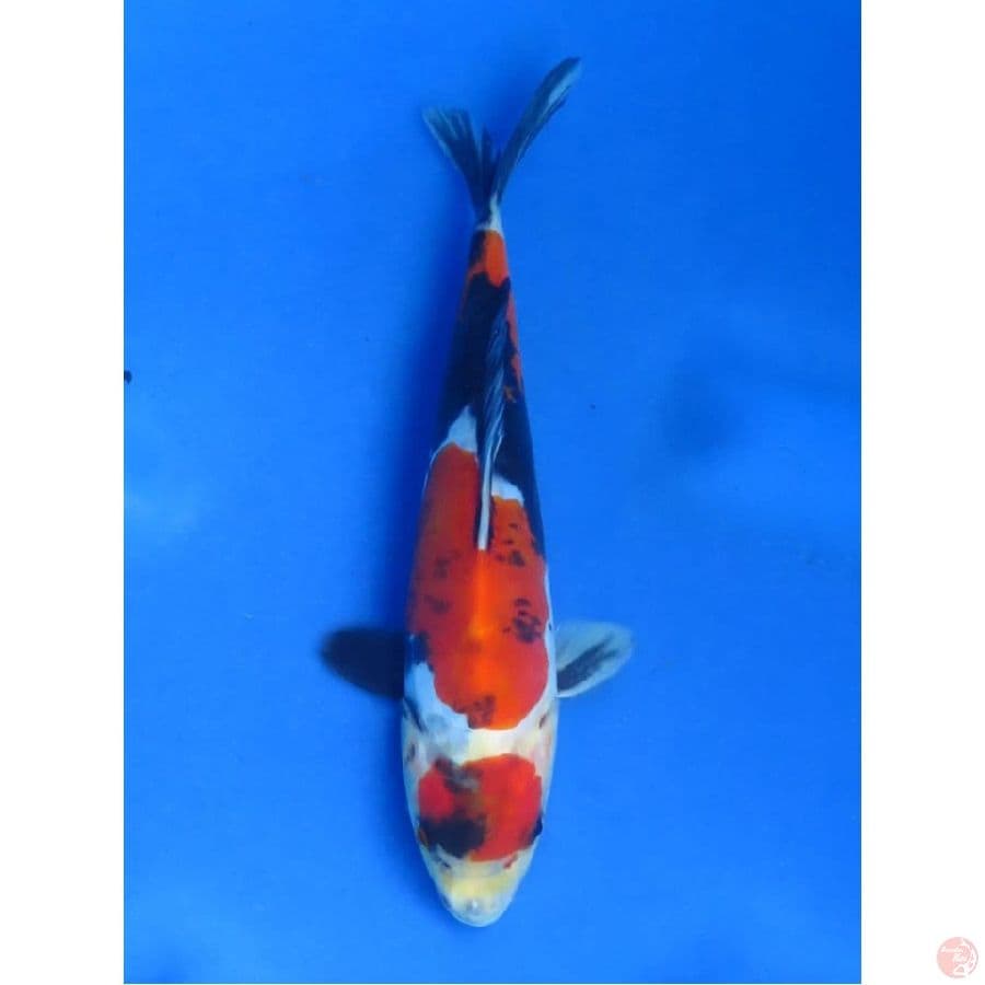 SQ Doitsu Showa, 20cm