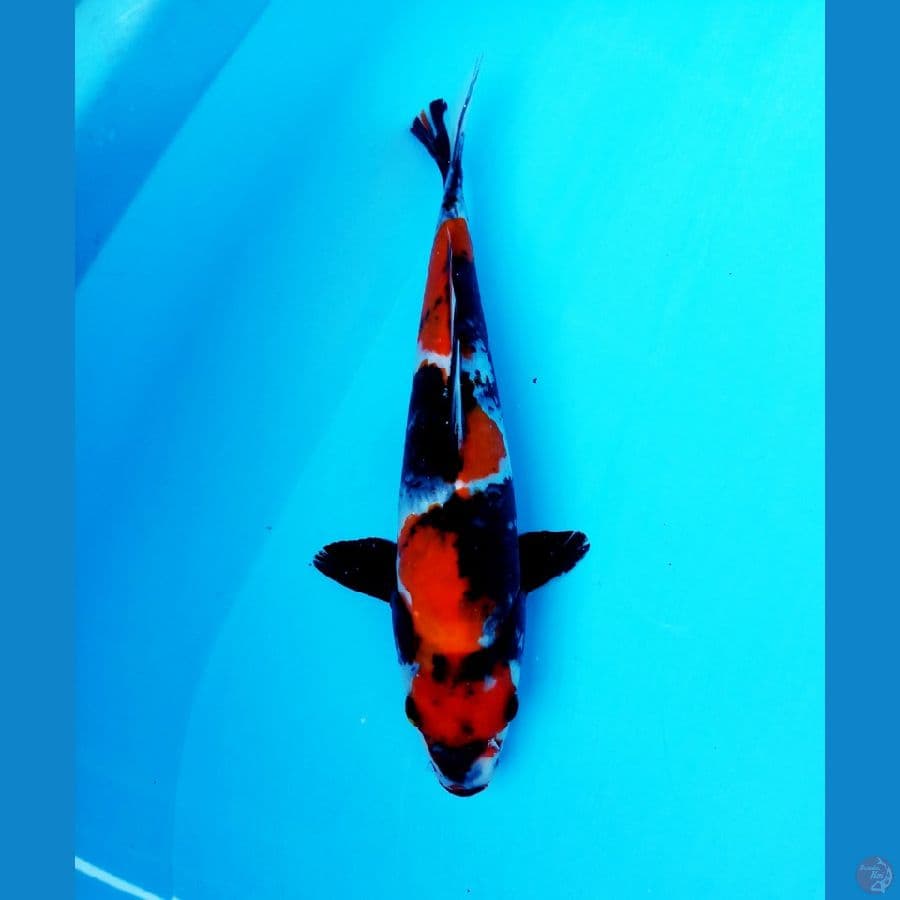 SHOWA SANSHOKU 24 CM / FM