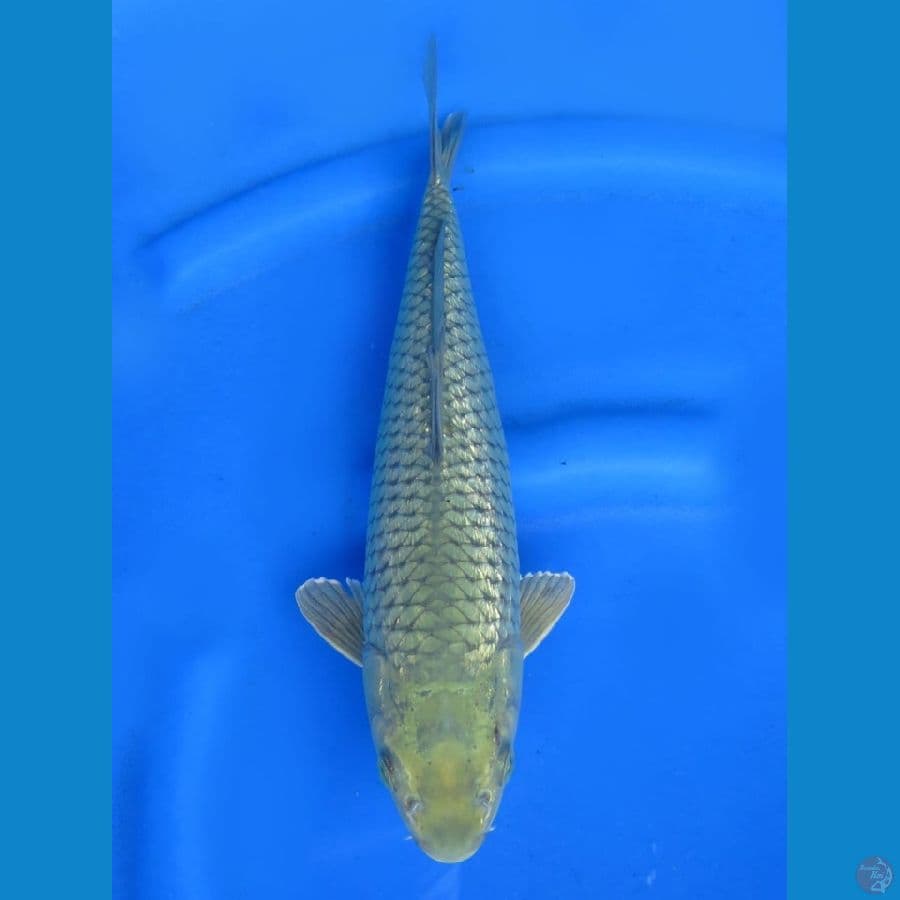 33cm - male soragoi