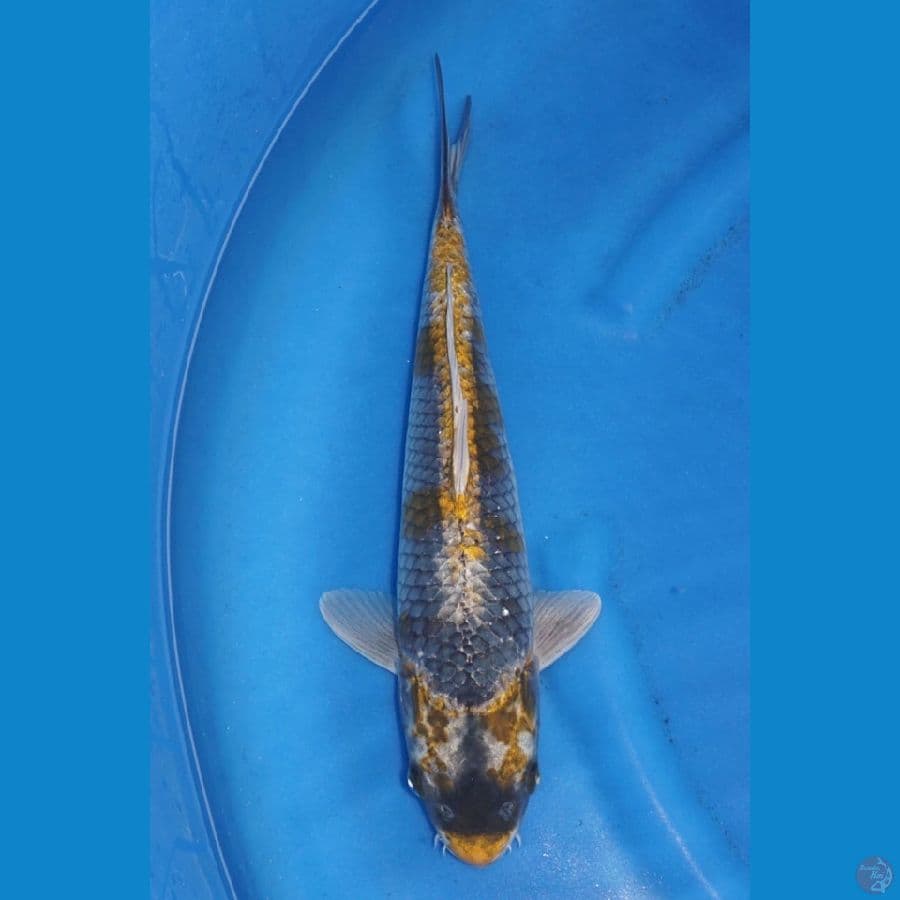 42cm - male kawarimono pola