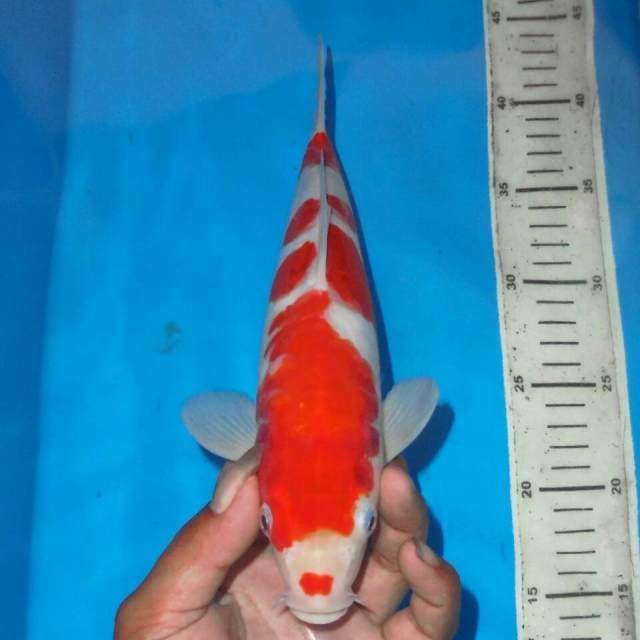 KUCIBENI KOHAKU