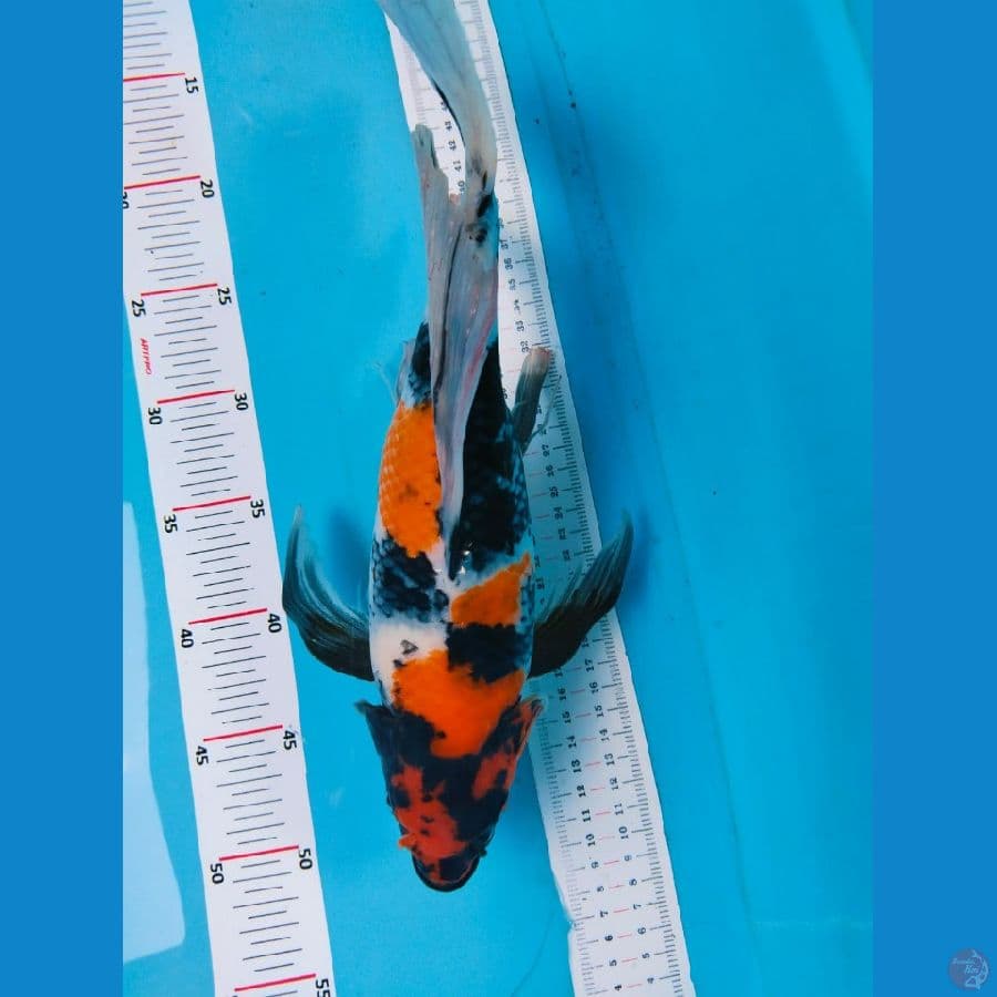 showa kumpay 36cm