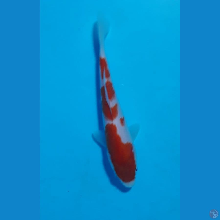 HQ17cm sisik