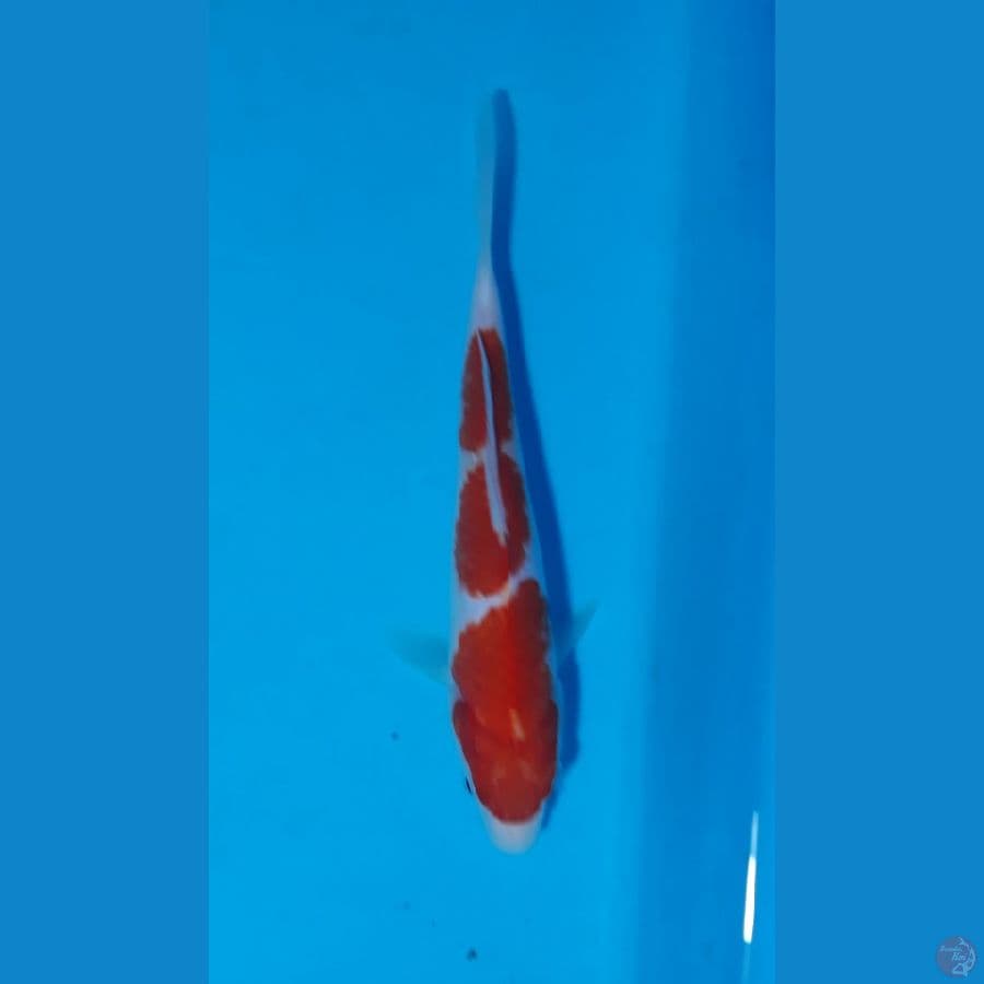 HQ 17cm sisik