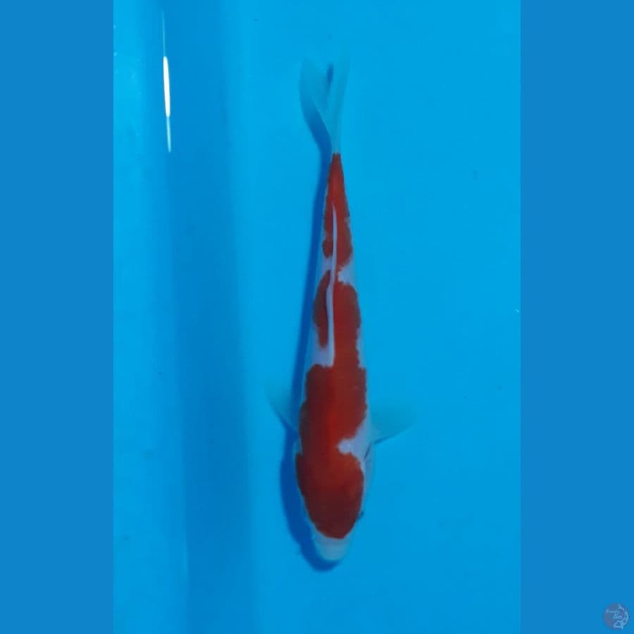 SQ 18cm sisik