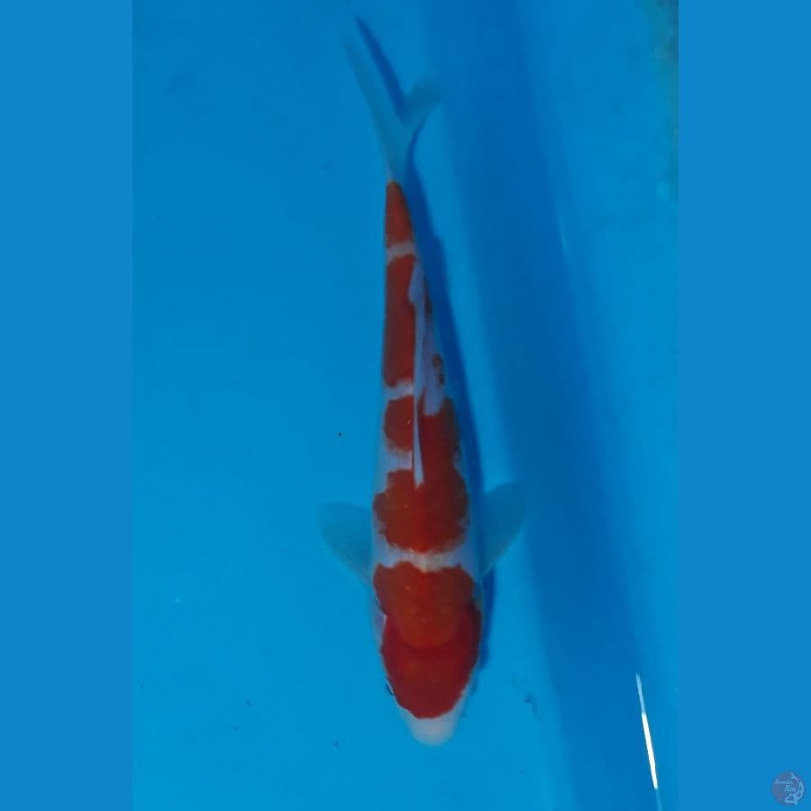 SQ 20cm sisik