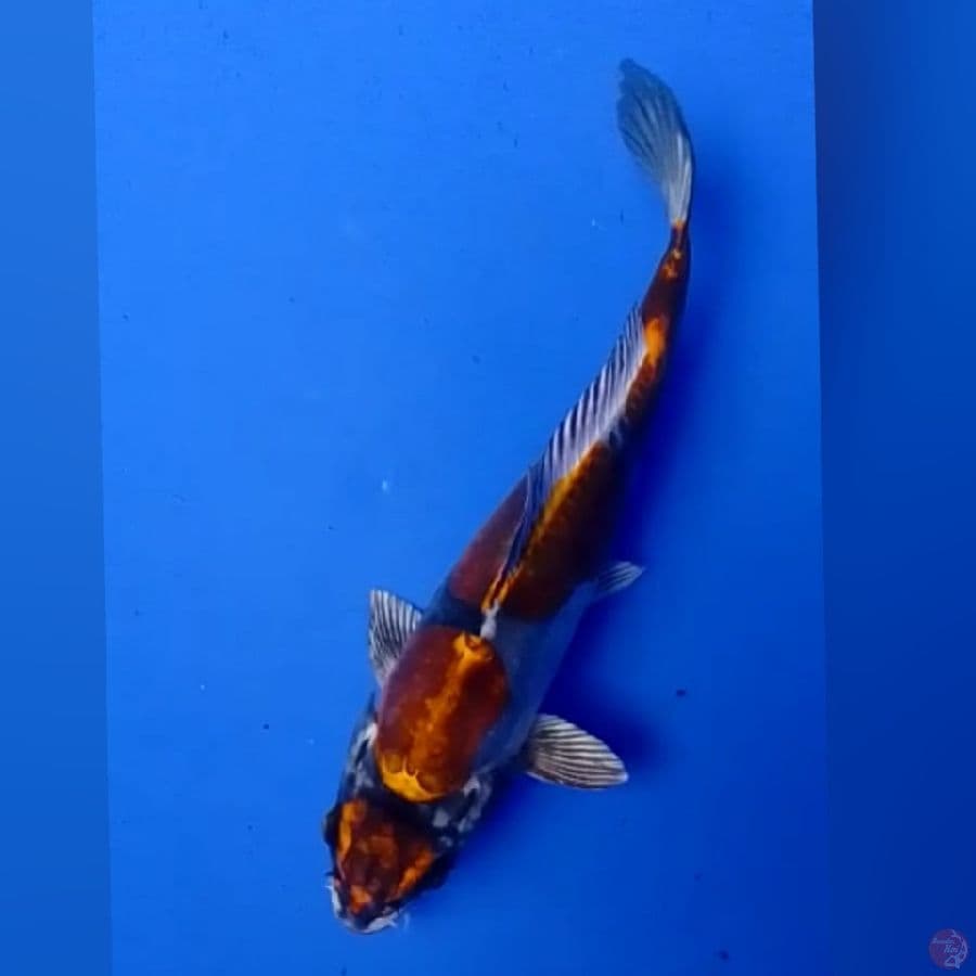 MARUTEN KIKO 25BU