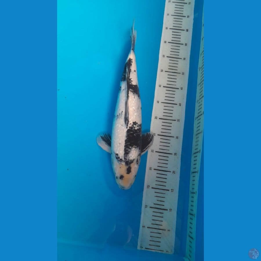 shiro full ginrin 47 cm jantan munuk