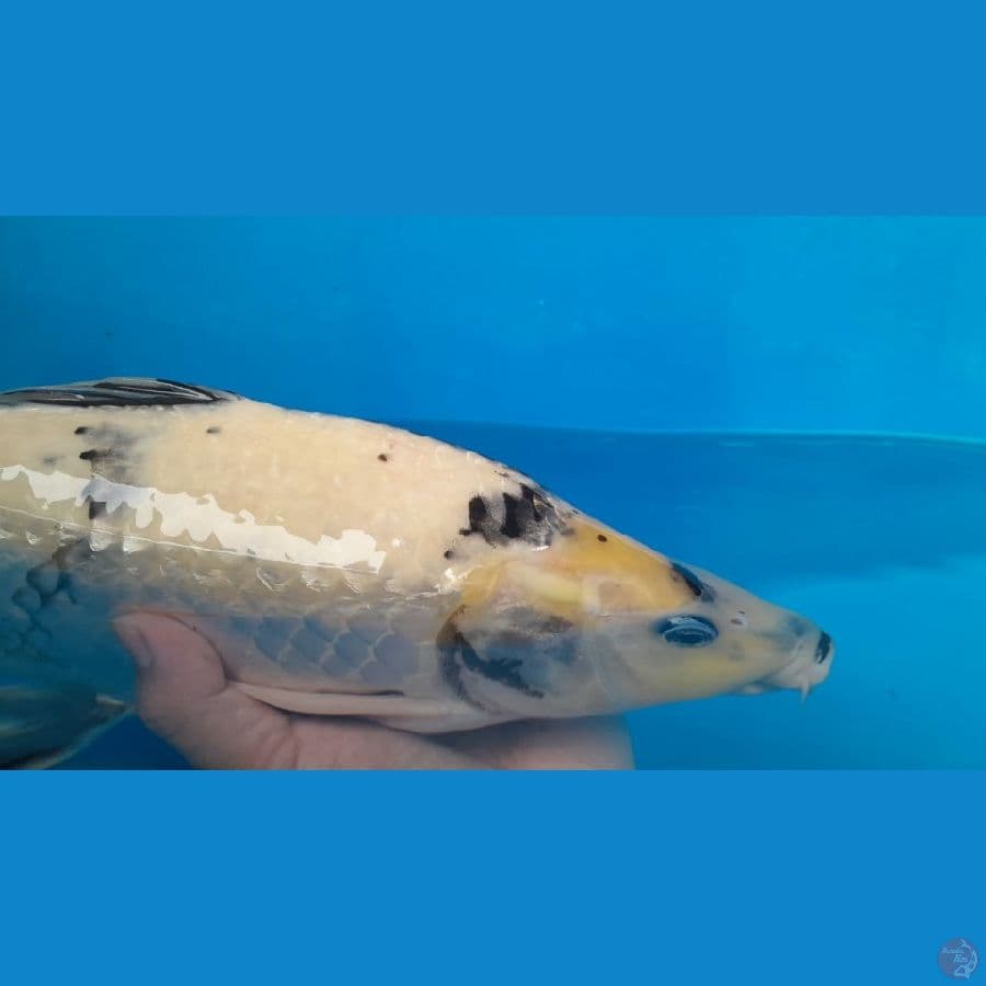 shiro full ginrin 47 cm jantan munuk