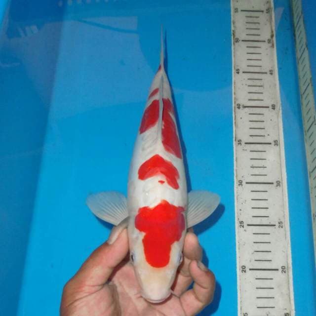 KOHAKU MERONA