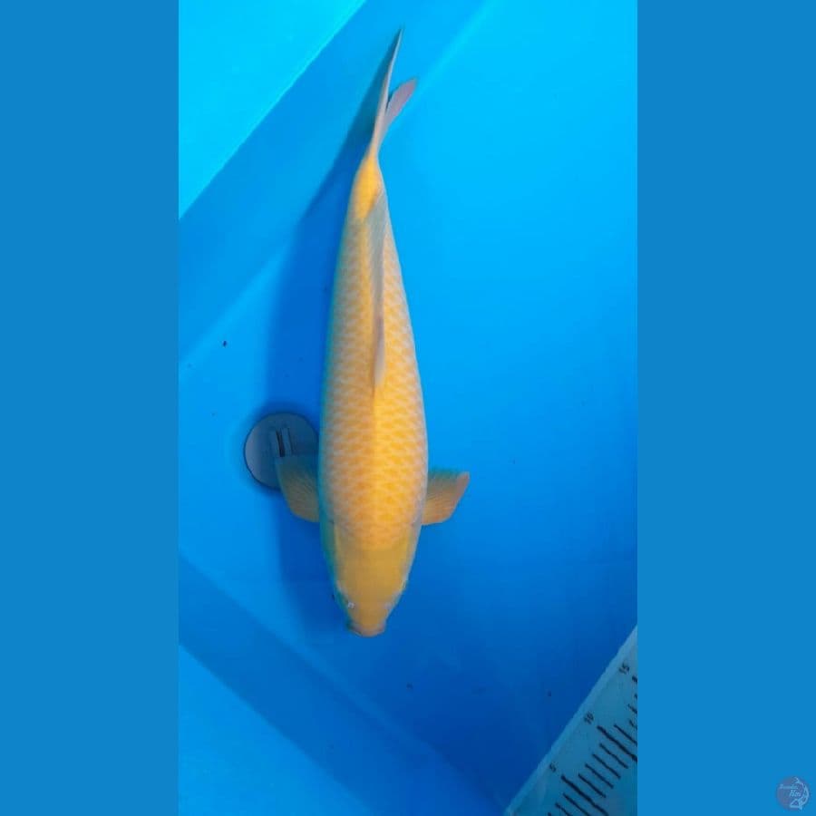 karashi 50cm jantan sisik jagung