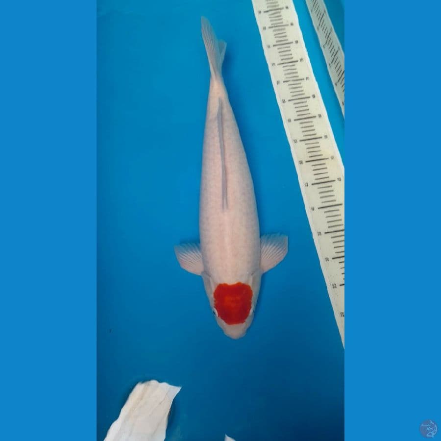 tancho kohaku 59 cm male original jumbo