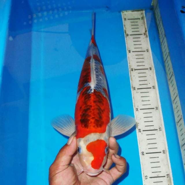 GOSHIKO TERPEDO