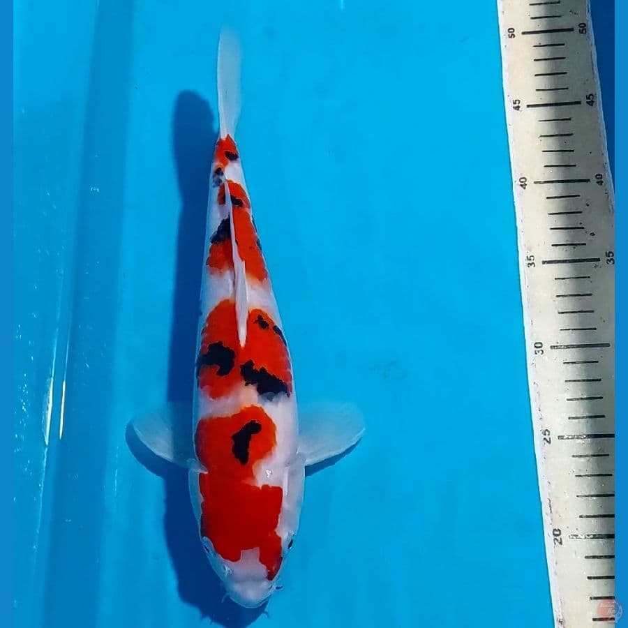 SANKE 31 CM