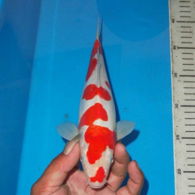 KOHAKU MAWAR